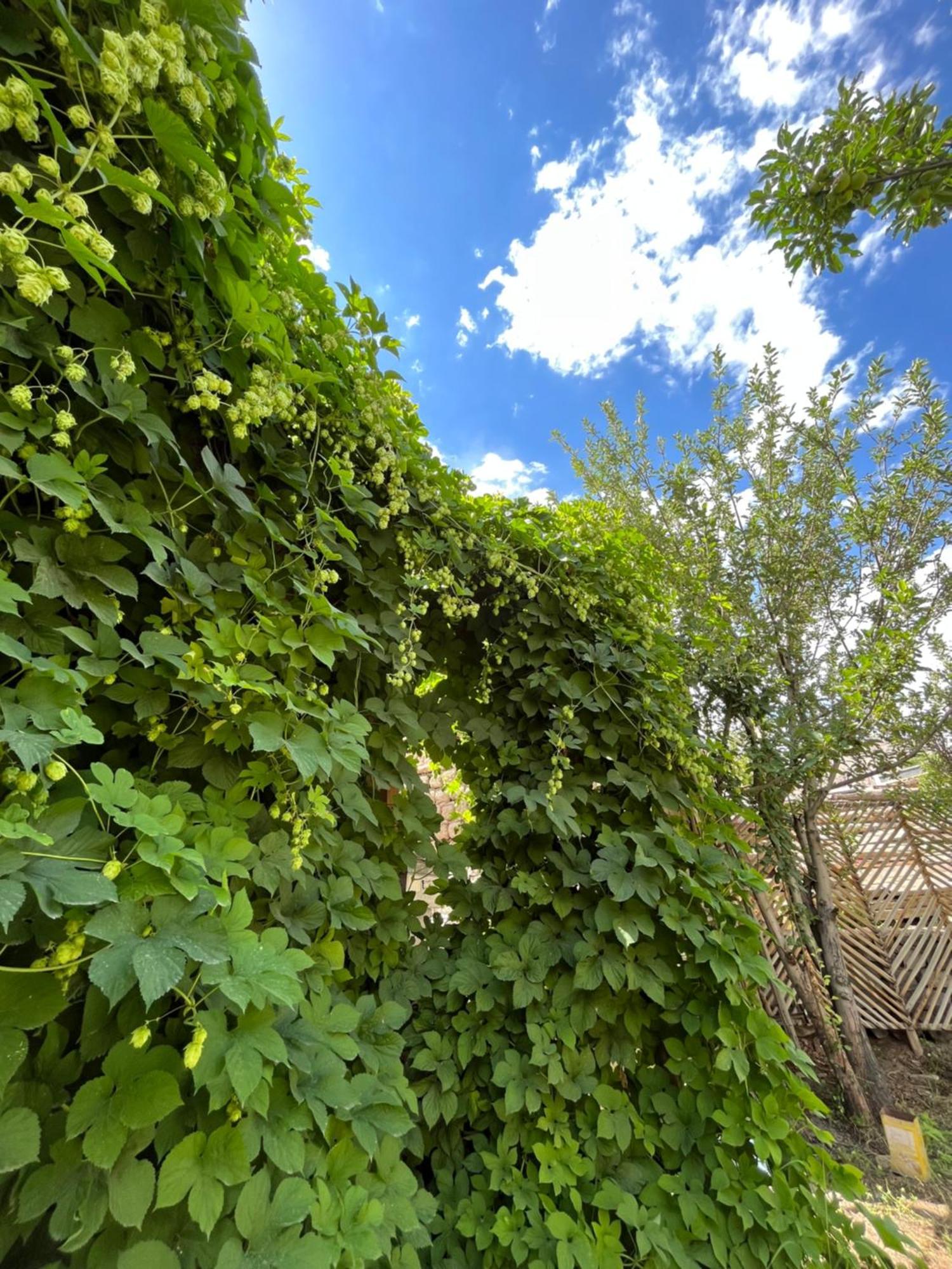 Chakzot Garden House 호텔 레 외부 사진